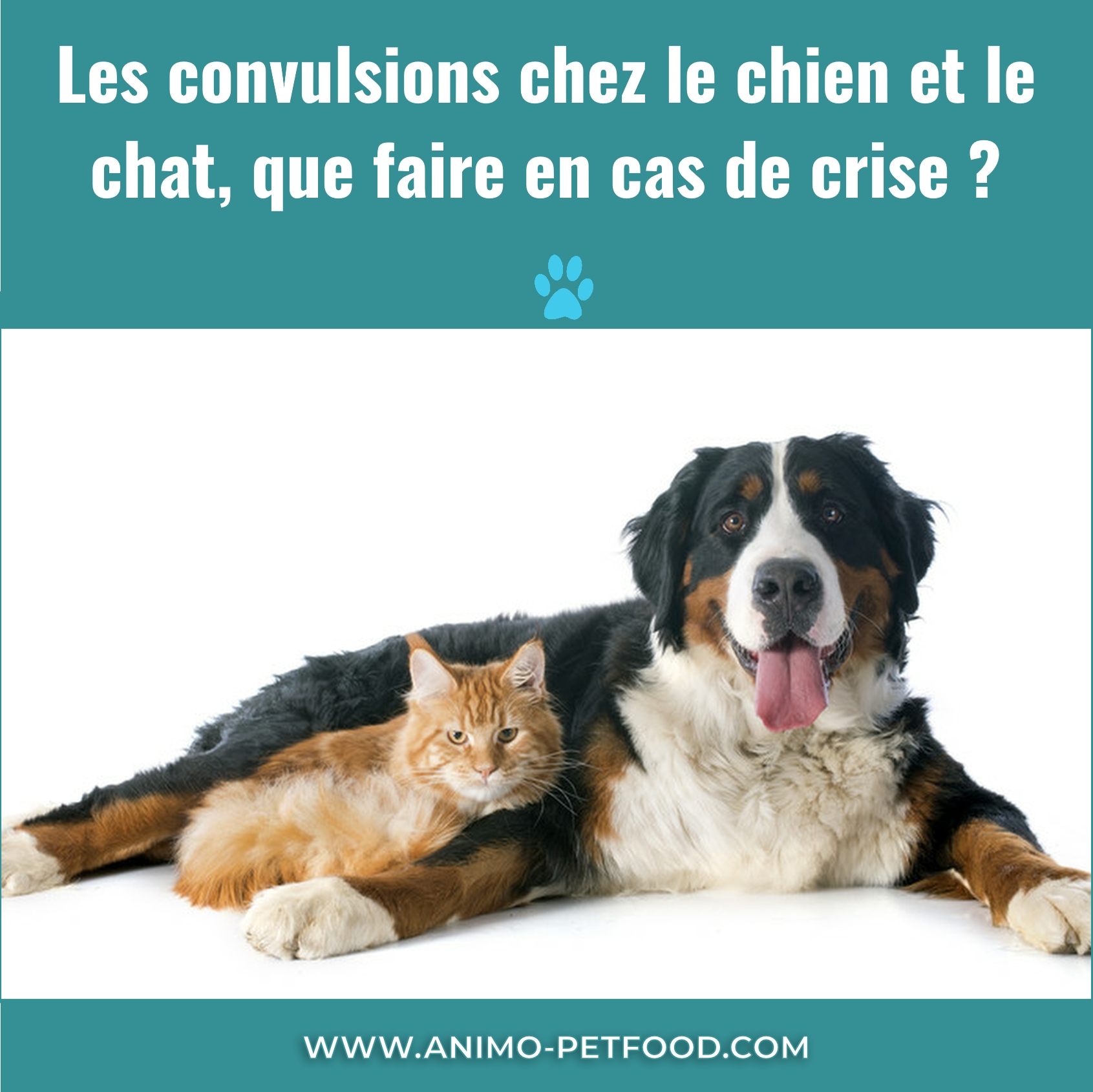 SANTE-CHIEN-CHAT-convulsions chez le chat-convulsions chez le chien -épilepsie chat-épilepsie chien